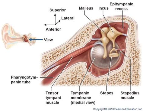 Tensor tympani muscle - Origin, Insertion, Function - Mobile Physio.