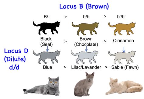 Cat Genetics 2.0: Colours | Laboratoire de génétique vétérinaire