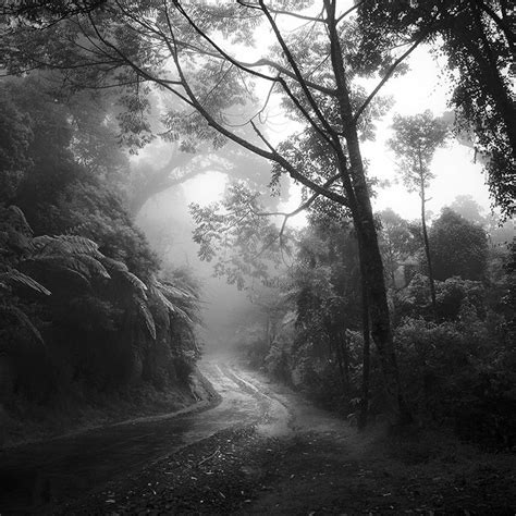 Rain Forest | Black and white landscape, Landscape photographers ...