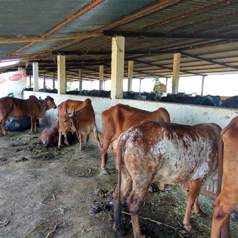 Amrut Dairy Farm | Anklesvar