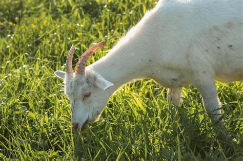 Free Photo | Close-up white goat eating grass