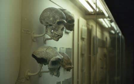 Sterkfontein Cave fossils older than we thought - Daily Friend