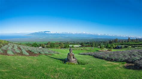 Ali'i Kula Lavender Farm, Kula, Maui, Hawaii, United States – Farm ...