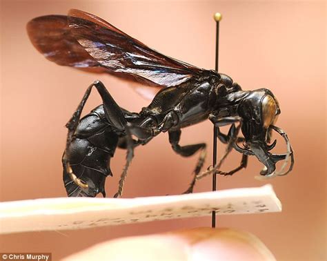 Warrior wasp discovered in the jungle with jaws longer than its front ...