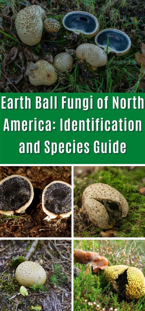 Earth Ball Fungi of North America: Identification and Species Guide - Mushroom Appreciation