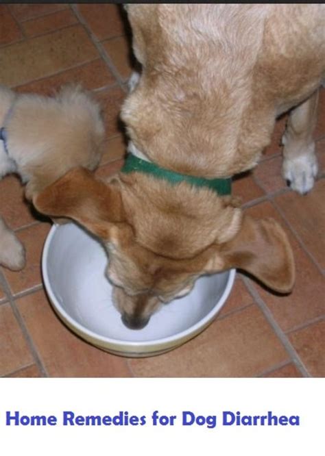 Home Remedies for Dog Diarrhea | PetHelpful