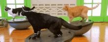 Cat Exercise GIFs | Tenor