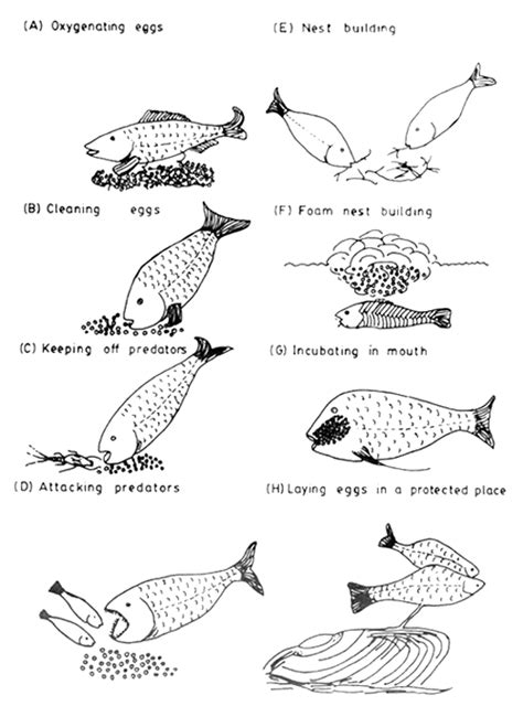 SEED PRODUCTION