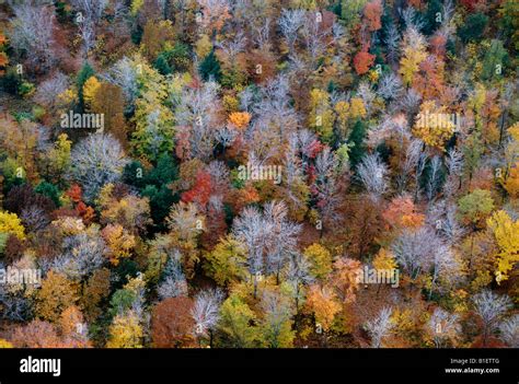 Aerial view of fall foliage in western Pennsylvania Stock Photo - Alamy