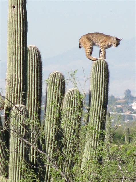 From the backyard - awesome pic of bobcat walking on top of staircase saguaros! http://www ...