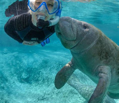 Manatee Watch at Crystal River – Myers Lakeland