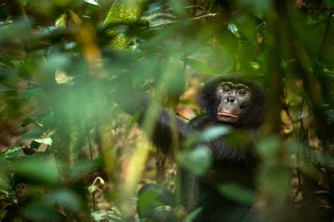 Great Apes' Biggest Threat Is Human Activity, Not Habitat Loss - Scientific American