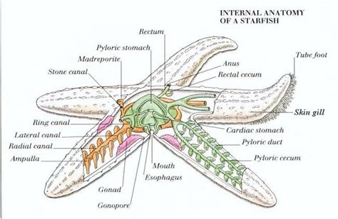 Sea stars (Asteroidea) - Nervous System