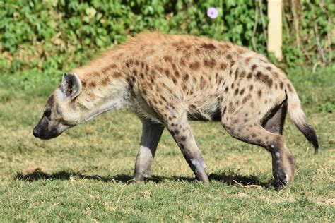 The Spotted Hyena Free Photo Download | FreeImages