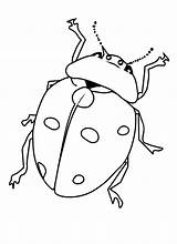 Free Printable Bug Coloring Pages For Kids sketch template