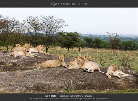 Serengeti Wildlife Photos – Images & Pictures of Serengeti National Park