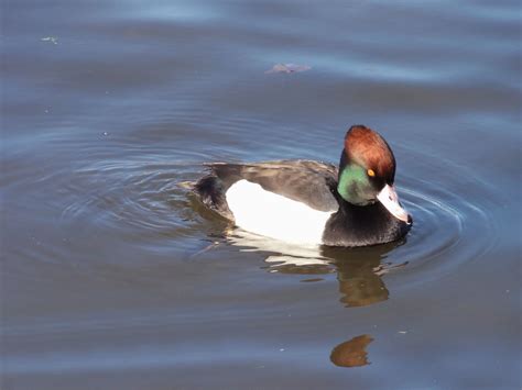 A Hybrid Duck Species | This is a Tufted Duck and Red Creste… | Flickr