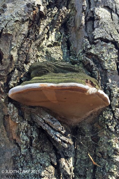 Charles and Motee Rogers Bushland Reserve: Huge Horse Hoof Fungi