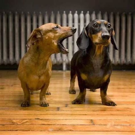 3 Best Tips To Stop Dachshund Barking - LoveTheBreed.com