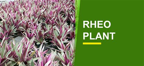 Rheo Plant Online India | Buy Rheo Leaf - Garden World