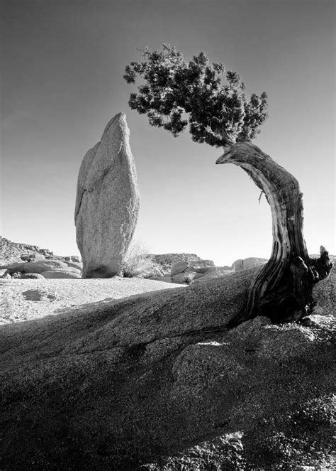 Ansel Adams, Yosemite pine tree and boulder, original, Sierra Mountains, black & white ...