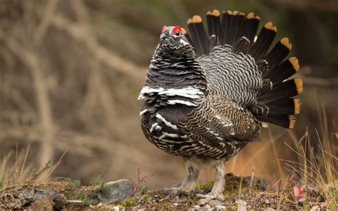 Hunters encouraged to collect spruce grouse feathers for genetics study ...