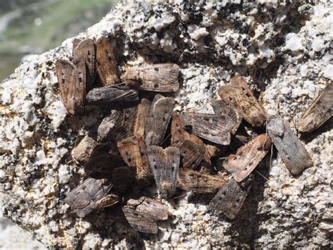 Help monitor plummeting Bogong moth numbers and protect endangered Mountain Pygmy-possum ...