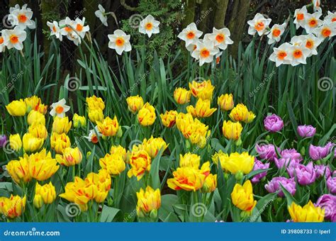 Spring Daffodils And Tulips Stock Photo - Image: 39808733