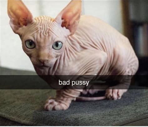 bad : r/Catmemes