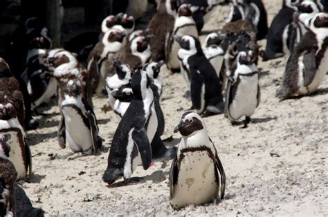 African Penguins On Boulders Beach Free Stock Photo - Public Domain ...