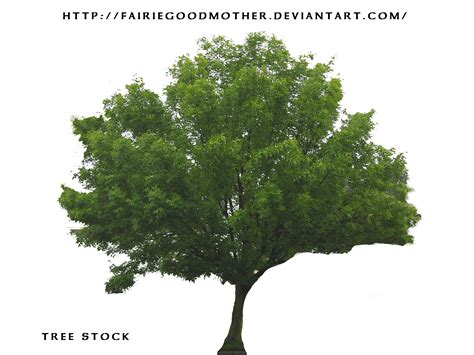 Narra Tree PNG Transparent Narra Tree.PNG Images. | PlusPNG