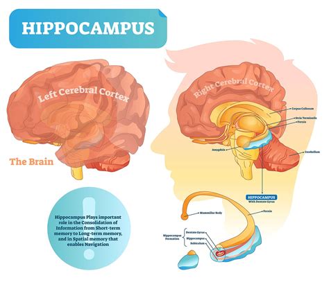 Hippocampus: What Is It, Location, Function, and More