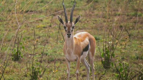 16 Types Of Animals Like Gazelles (Photos)