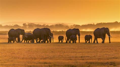 African elephants, Amboseli National Park, Kenya - Bing Gallery