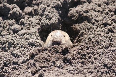 Understanding the Difference Between Gophers and Moles