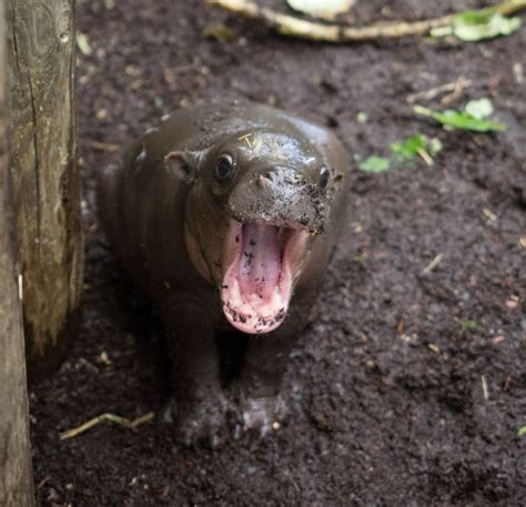 Pygmy Hippo Calf Gets in the Swim - ZooBorns