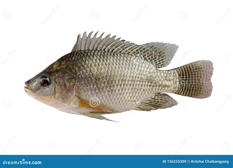 Fresh Tilapia Fish Isolated on White Stock Image - Image of nature, animal: 156255309