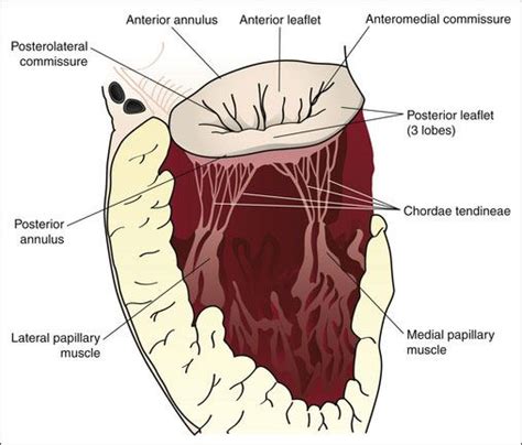 Mitral Valve and Pathology – AS Academy