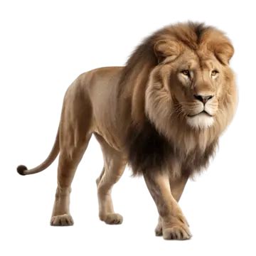 Lion Eys PNG Transparent Images Free Download | Vector Files | Pngtree