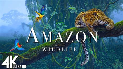 Amazon Wildlife In 4K - Animals That Call The Jungle Home | Amazon ...