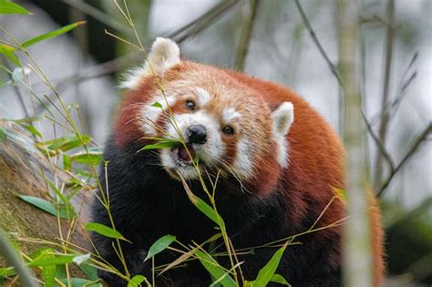 Premium Photo | Young red pandas eating bamboo portrait of a panda ...