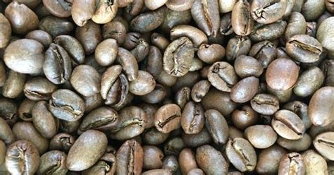 What is Excelsa Coffee? (A Quick Guide)