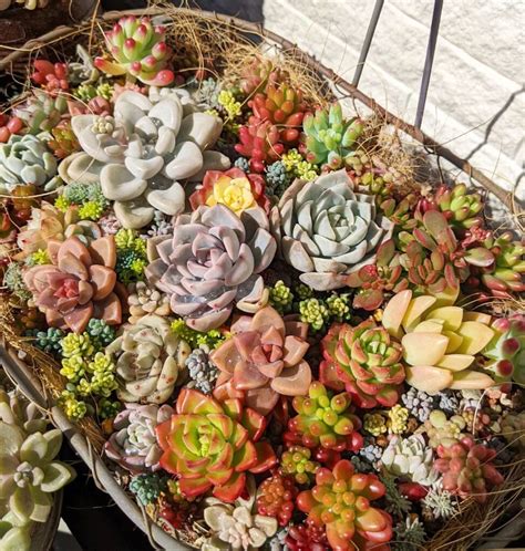 5 Easy to Grow Low Maintenance Succulents - A Guide for Beginners