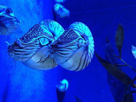 Nautilus Animal Cephalopods · Free photo on Pixabay