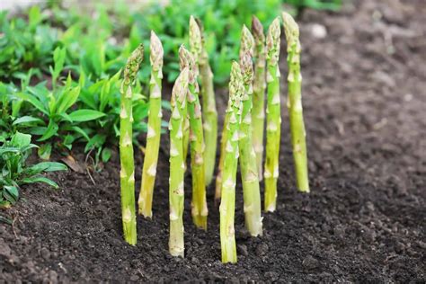 The 7 Stages Of Growing Asparagus: All Your Questions Answered