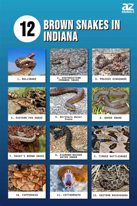 The Venomous Snakes of Indiana – Nature Blog Network