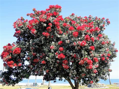 New Zealand Christmas Tree – Santa Barbara Beautiful