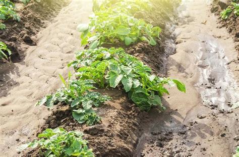 Potato Farm Stock Photos, Images and Backgrounds for Free Download