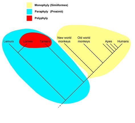 What are some examples of polyphyletic organisms? | Socratic