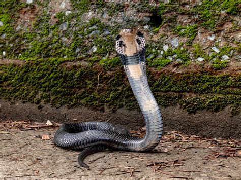 Chinese Cobra - Naja atra — HongKongSnakeID.com